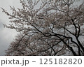 満開の桜の花 125182820
