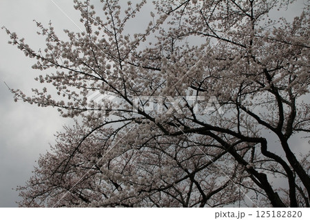 満開の桜の花 125182820