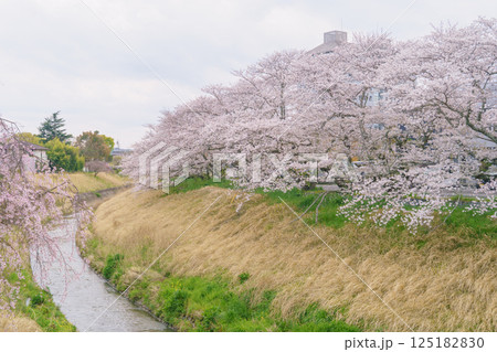 【千葉県茂原市】春に咲く桜と豊田川 125182830