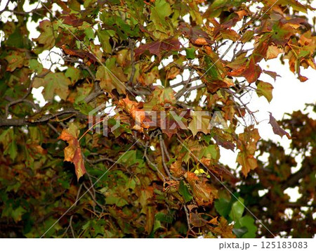 Autumn leaves on the trees close view background Autumn leaves on the trees close view background 125183083