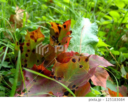 Autumn leaves on the ground 125183084