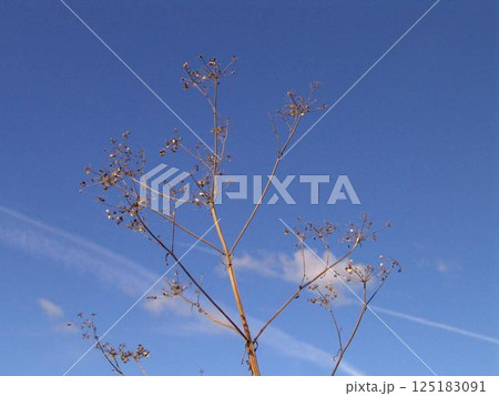 Plant branches over blue sky background Plant branches over blue sky background 125183091