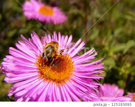 Bee on a pink flower close view background 125183093