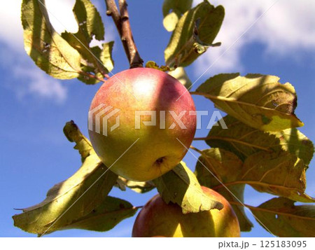 Apple on a tree close view background 125183095