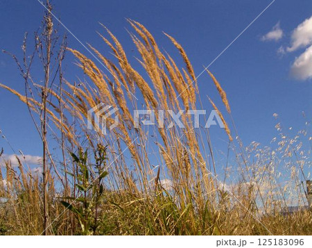 Plant branches over blue sky background Plant branches over blue sky background 125183096