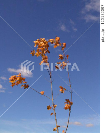 Plant branches over blue sky background Plant branches over blue sky background 125183097