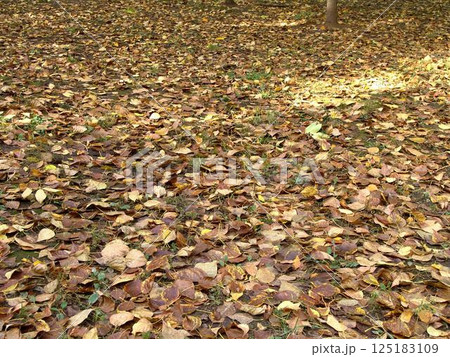 Autumn leaves on the ground 125183109