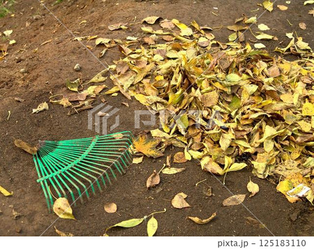 Autumn leaves on the ground Autumn leaves on the ground 125183110