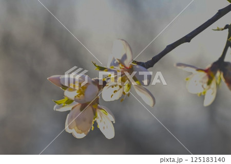 Blossoms on almond trees. Blooming almond trees in almond orchard. Concept of flowering trees in spring. The concepts of farming and planting. Close-up, macro image Blossoms on almond trees. Blooming almond trees in almond orchard. Concept of flowering trees in spring. The concepts of farming and planting. Close-up, macro image 125183140