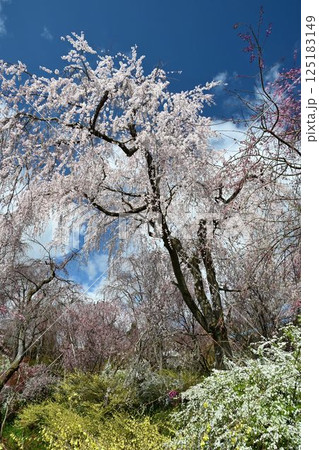 京都の桜名所　原田苑 125183149