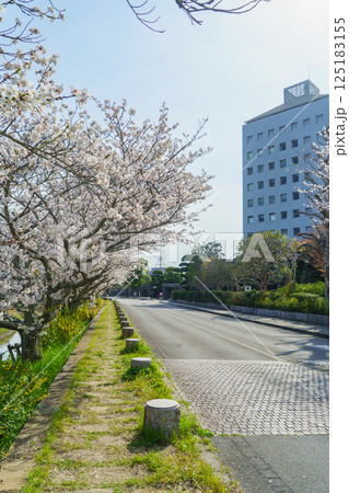【千葉県茂原市】茂原市役所と豊田川沿いの桜並木 125183155