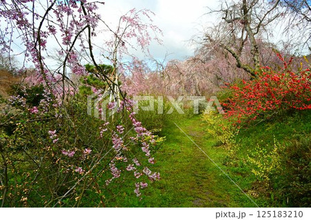 京都の桜名所 原田苑 京都の桜名所 原田苑 125183210