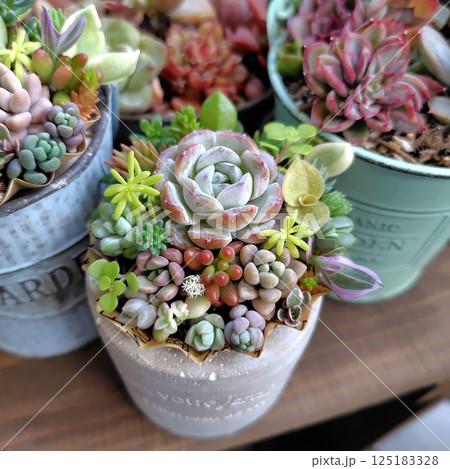 自宅の多肉植物やセダムを寄せ植えしました。 125183328