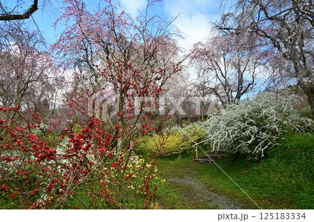 京都の桜名所　原田苑 125183334