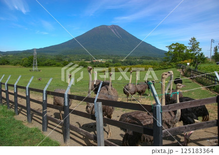 ダチョウ牧場から望む夏の羊蹄山 125183364