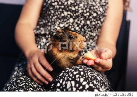 Guinea pig enjoys a snack while being held by its owner in a cozy indoor setting Guinea pig enjoys a snack while being held by its owner in a cozy indoor setting 125183383