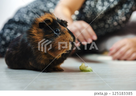 Guinea pig interacts with its owner in a cozy home setting during afternoon playtime Guinea pig interacts with its owner in a cozy home setting during afternoon playtime 125183385