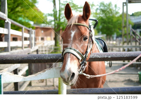 顔を出す茶色の馬 125183599
