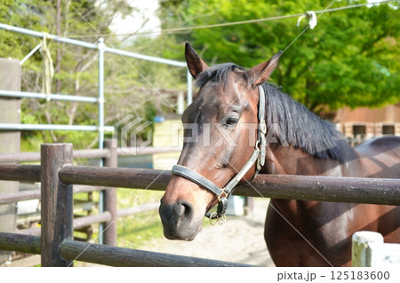左を向く馬(アメリカンミニチュアホース) 左を向く馬(アメリカンミニチュアホース) 125183600