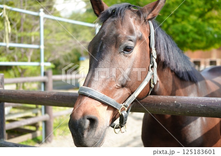 左を向く馬（アメリカンミニチュアホース） 125183601