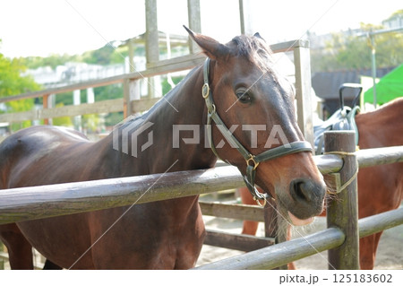 右を向く馬（アメリカンミニチュアホース） 125183602