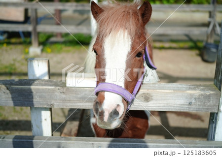顔を出す馬(ポニー) 顔を出す馬(ポニー) 125183605