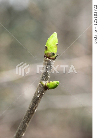 コシアブラの若芽 125183722