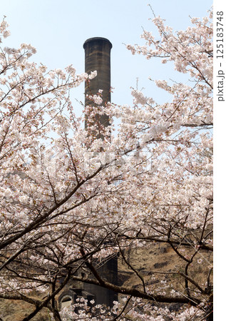 大煙突を背景に咲く桜 大煙突を背景に咲く桜 125183748