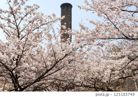 大煙突を背景に咲く桜 125183749