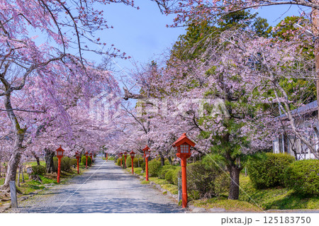 福島県相馬市の涼ケ岡(すずみがおか)八幡神社と桜 福島県相馬市の涼ケ岡(すずみがおか)八幡神社と桜 125183750