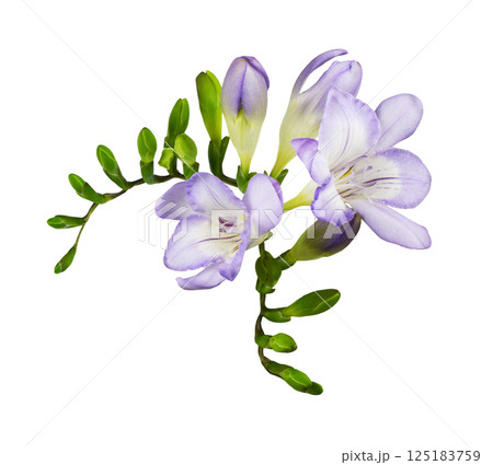 Purple freesia flowers and buds in a corner floral arrangement isolated on white background 125183759