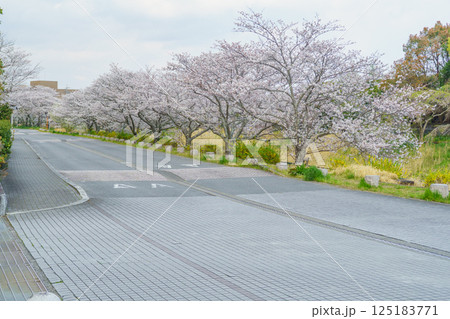 【千葉県茂原市】豊田川沿いの桜並木 125183771