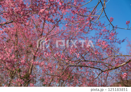 A vibrant close-up of cherry blossom branches in full bloom A vibrant close-up of cherry blossom branches in full bloom 125183851