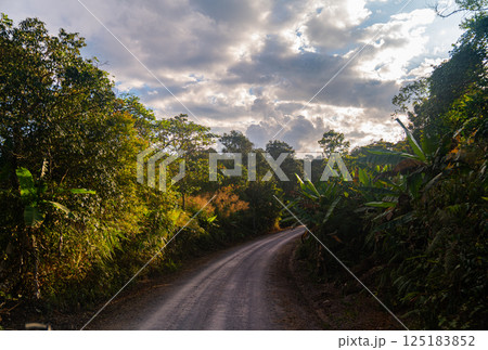 The way to A serene forest landscape 125183852