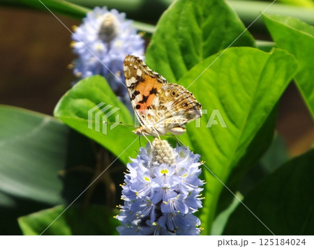 花の蜜を吸うヒメアカタテハ 125184024