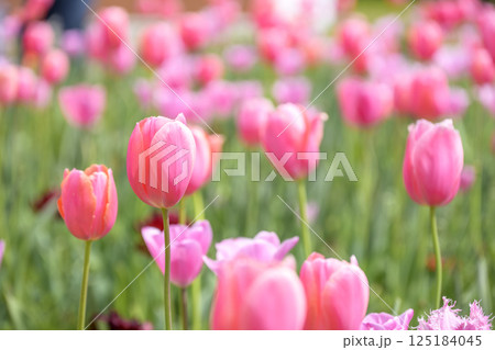 チューリップ畑 ピンクのチューリップ 春の花 4月 125184045