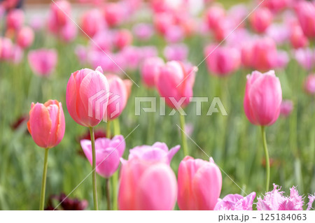 チューリップ畑 ピンクのチューリップ 春の花 4月 125184063