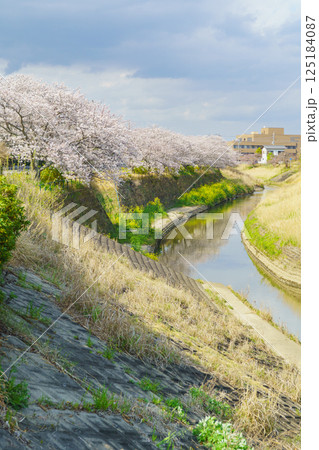 【千葉県茂原市】豊田川沿いの桜並木 125184087