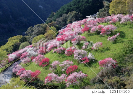 国道33号線から引地橋の花桃を眺める (高知県 仁淀川町) 国道33号線から引地橋の花桃を眺める (高知県 仁淀川町) 125184100
