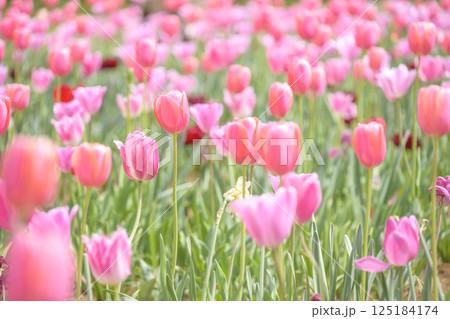 チューリップ畑 ピンクのチューリップ 春の花 4月 125184174