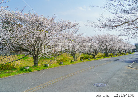 【千葉県茂原市】豊田川沿いの桜並木(茂原市役所周辺で撮影) 【千葉県茂原市】豊田川沿いの桜並木(茂原市役所周辺で撮影) 125184179