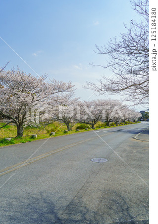 【千葉県茂原市】豊田川沿いの桜並木(茂原市役所周辺で撮影) 125184180