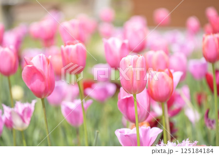 チューリップ畑 ピンクのチューリップ 春の花 4月 125184184