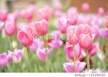 チューリップ畑 ピンクのチューリップ 春の花 4月 125184185