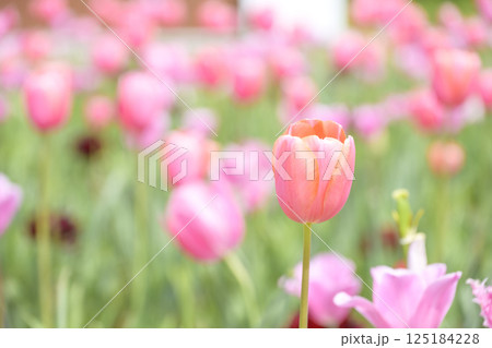 チューリップ畑 ピンクのチューリップ 春の花 4月 チューリップ畑 ピンクのチューリップ 春の花 4月 125184228