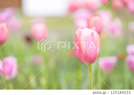 チューリップ畑 ピンクのチューリップ 春の花 4月 チューリップ畑 ピンクのチューリップ 春の花 4月 125184233