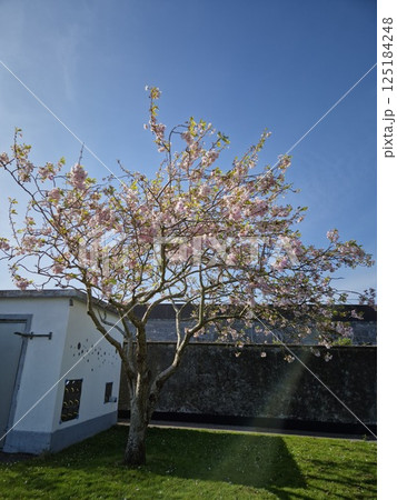Window View of Plant Life with Sky 125184248