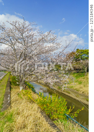 【千葉県茂原市】豊田川沿いの桜並木(茂原市役所周辺で撮影) 125184346