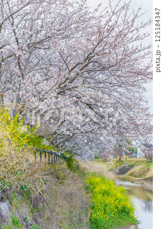 【千葉県茂原市】豊田川沿いの桜並木(茂原市役所周辺で撮影) 125184347
