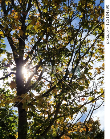 Autumn leaves and trees on a sunny day 125184890
